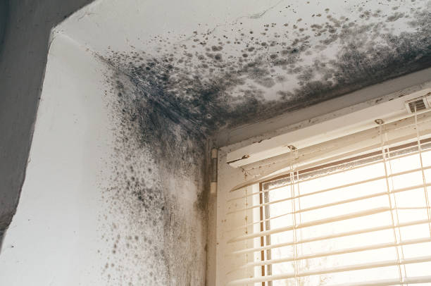 Affordable Black Mold Remediation solutions in Knotts Island, NC